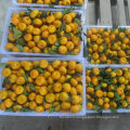 Fresh Nan Feng Baby Mandarin